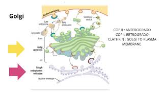 GOLGI BODY AND I CELL DISEASE USMLE ESPAÑOL [upl. by Eedebez77]