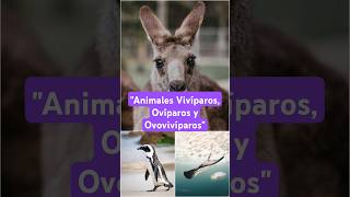 Vivíparos Ovíparos y Ovovivíparos [upl. by Larrej]