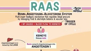 The ReninAngiotensinAldosterone System RAAS [upl. by Bigner722]