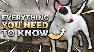 BULL TERRIER 101 Everything You Need To Know About Owning a Bull Terrier Puppy [upl. by Troxell]