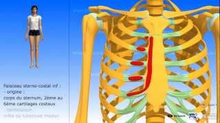 Muscle grand pectoral  description et rapports [upl. by Mars]