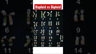 What Are Haploid amp Diploid Cells  A Brief Science Tutorial [upl. by Krein749]