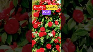 Beautiful camellia plant ☘️🥀 खूबसूरत फूलो वाला पोधाNaturewithGudiya [upl. by Maurene]