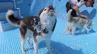 Huskies Set Up The BIG Pool [upl. by Heringer]