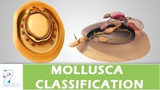 MOLLUSCA CLASSIFICATION [upl. by Cas]