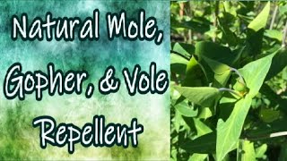 Natural Mole Vole Gopher and Rat Repellent [upl. by Vudimir]