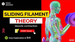 Sliding filament theory of muscle contraction [upl. by Enos53]