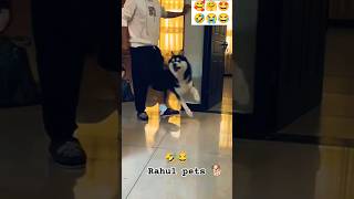 Funny cheating 🤣😂😂 rahulpets love funnydogs shortsfeed doglover funny shortsviral [upl. by Kred]