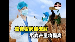 巨大突破！科学家破解小麦遗传密码，即将绝种的本土小麦有救了？ [upl. by Ekud]