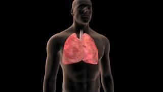 Lung Cancer Prevention [upl. by Angelia]