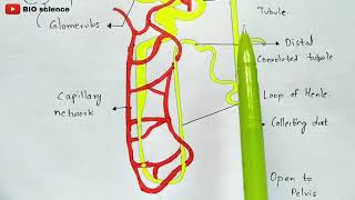 Mechanism of urine formation  Glomerular filtration Tubular reabsorption Tubular secretion [upl. by Yttel781]