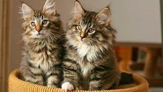 Animal Planet  Cats 101  Norweigan Forest Cat [upl. by Nocaj]