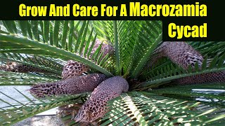 How To Grow And Care For A Macrozamia Cycad [upl. by Nylloc]