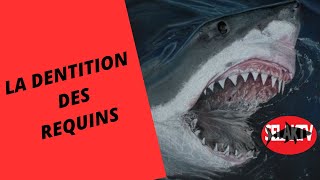 LA DENTITION DES REQUINS [upl. by Llerraf]