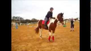 Apprentissage de la levade  Cheval pie [upl. by Gnilyarg]