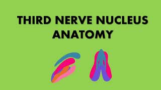 THIRD NERVE NUCLEUS ANATOMY [upl. by Aborn971]