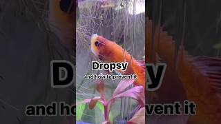 Treatment of dropsy 🐬 bettafish bettatanksetup bettathailand ytshorts pettalks [upl. by Hackney]