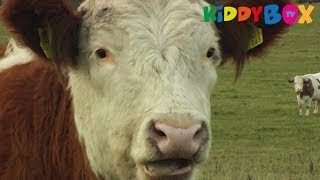 Bauernhof Tiere  Kühe  Cows  KIDDYBOXTV [upl. by Mohkos]