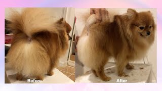 How to Groom a pomeranian dogs tails stepbystep [upl. by Notac]