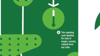 The malaria cycle  how malaria infects humans [upl. by Faun]