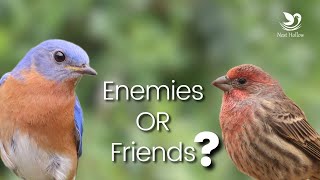 Are House Finches a Threat to Bluebirds Curious Connection Explored [upl. by Nylirad]