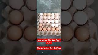 Incubating Chicken Eggs Part 1  The Assorted Fertile Eggs [upl. by Feigin]