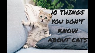 Cat Chronicles 10 Astonishing Facts That Will Amaze You [upl. by Annocahs]