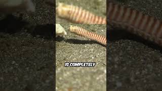 Why Are Bobbit Worms So Dangerous [upl. by Kjersti305]