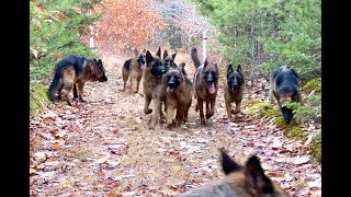 10 german shepherds playing together [upl. by Baras241]