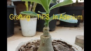 6 easy Tips for successful ADENIUM GRAFTING in 4K [upl. by Notneuq]