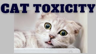 Is your cat in pain avoid cat toxicity paracetamol [upl. by Dolora]