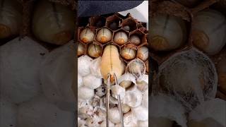 The easiest way to remove a wasps nest from your home shorts wildanimals [upl. by Rimidalv527]