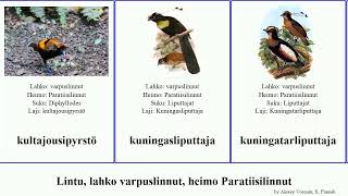 Lintu lahko varpuslinnut heimo Paratiisilinnut minor bird regius Cicinnurus Lophorina TrackTribe [upl. by Kremer24]