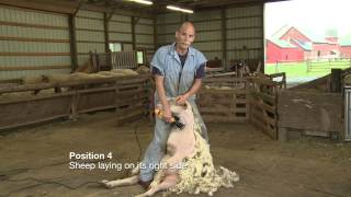 Sheep Shearing Penn State Extension [upl. by Nnaylloh284]