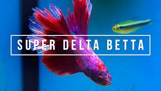 SUPER DELTA BETTA  Quick Aquarium Vlog 1 [upl. by Eniamahs553]