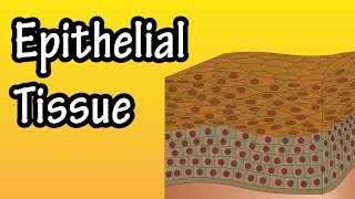 Epithelial Tissue  What Is Epithelial Tissue  Functions Of Epithelial Tissue  Epithelial Cells [upl. by Oigufer533]