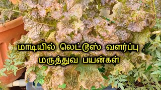 Growing Lettuce in Terrace garden in Tamil  How to grow Lettuce  Maadi Thottam [upl. by Darian]