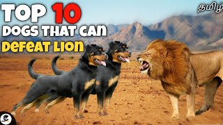 Top 10 dogs that can defeat lion  powerful  courage  funny 😂 [upl. by Ayres]