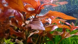 Ludwigia Repens  epoka akwariowa [upl. by Ardien]