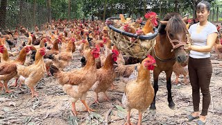 Harvesting Many Chicken Goes To The Market Sell  Raising Chickens and Ducks with corn [upl. by Nadda]