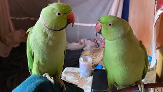 Bolne wale do toto ki dosti  Talking parrot Destech [upl. by Kiefer]