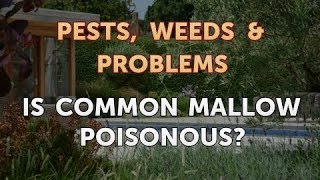 Is Common Mallow Poisonous [upl. by Dalt971]