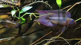 Apistogramma Lineata [upl. by Arbed]