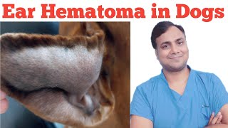 Ear Hematoma in Dogs How to treat [upl. by Lurie]