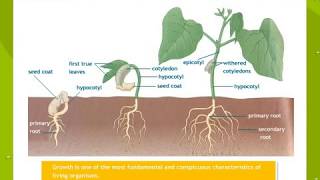 Plant Growth And Development [upl. by Idac]