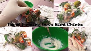 Hand Feeding Love Bird Chicks  Fisher Baby Hand Feed  Urdu  Hindi [upl. by Faxon]