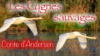 Livre audio  Les Cygnes sauvages conte dAndersen [upl. by Enihpets]