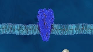 Aufbau und Eigenschaften der Proteine  Trailer Schulfilm Biologie [upl. by Etnaik]