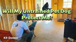 Will My Untrained Pet Dog Protect Me From Bad Guys K9 Donnie amp K9 Zilla [upl. by Dee Dee244]