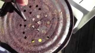 MILKY SPORE DUST AND HOW TO APPLY IT USING 916quot BIT [upl. by Athalee]